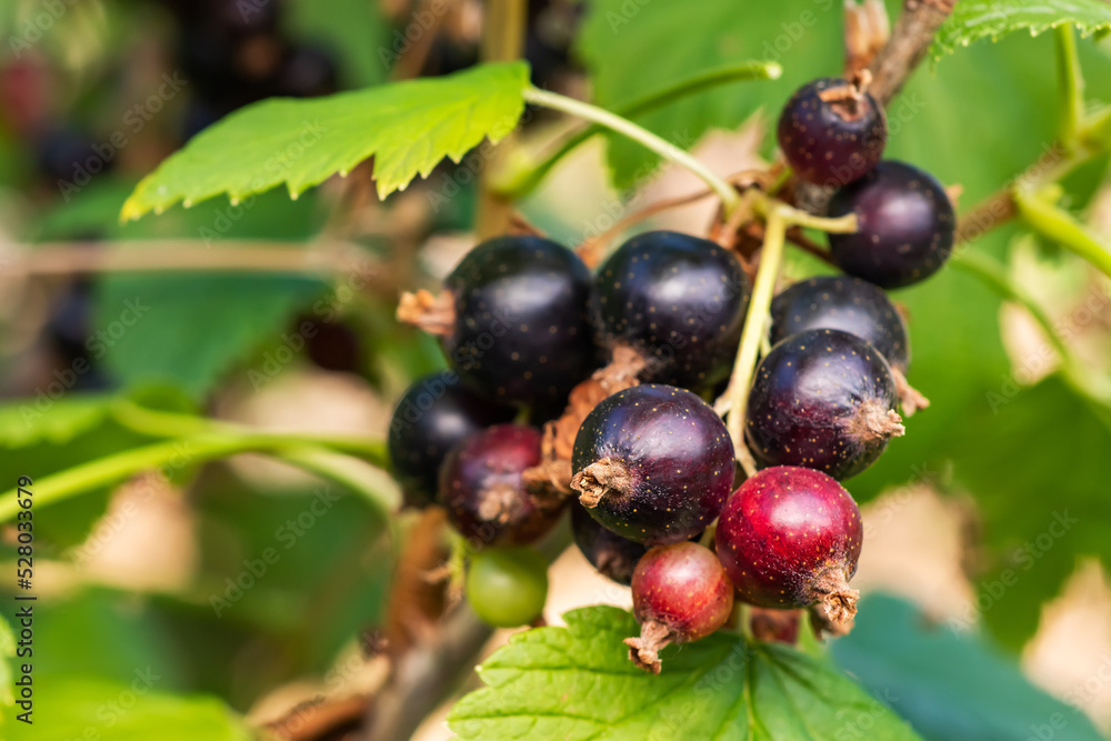 Bush of black currant with ripe bunches of berries and leaves on blurred natural green background. Bush of black currant with ripe bunches of berries and leaves on blurred natural green background.