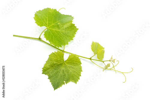 Grape leaves vine branch with tendrils tropical plant isolated on white background