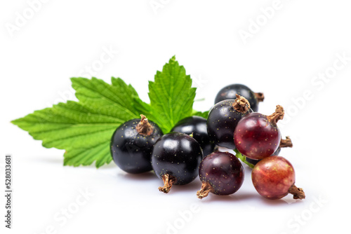 Black currant with leaves isolated on white