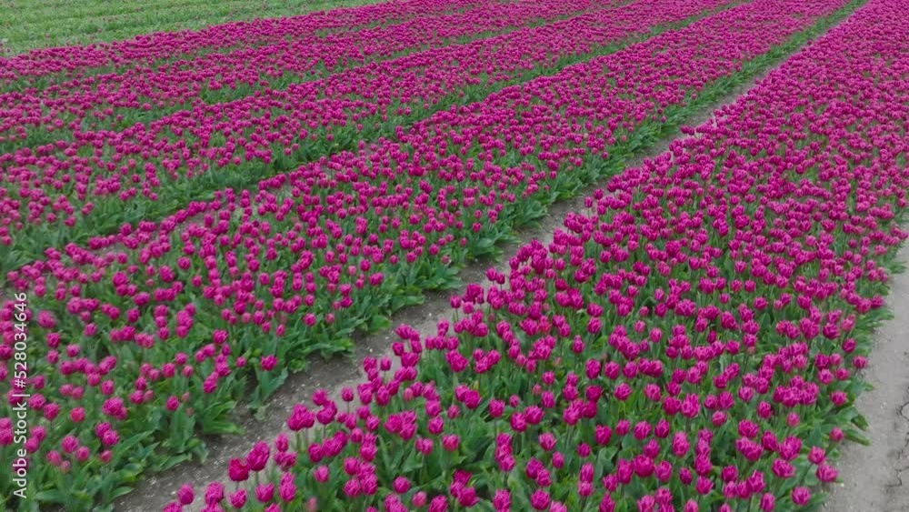 Low pass aerial view of Purple Tulips in full bloom. Low pass aerial view of Purple Tulips in full bloom.