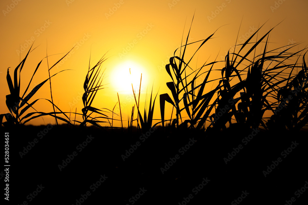 Fototapeta premium Sun hiding on the horizon between reed beds
