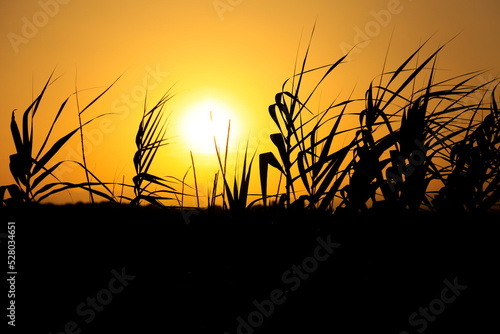 Sun hiding on the horizon between reed beds