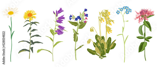 Print op canvas set of field flowers, vector drawing wild plants at white background, floral ele