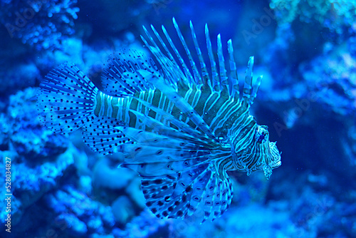 A lion fish swims in the water