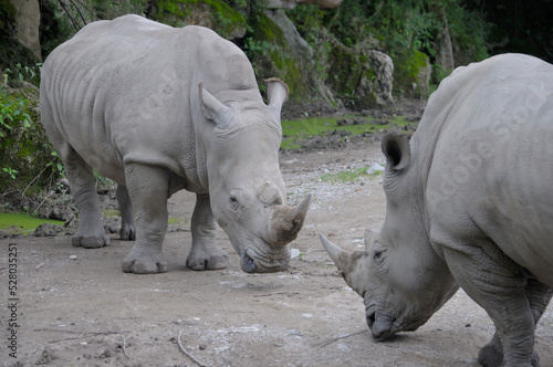 White rhinoceros grazing in the meadow