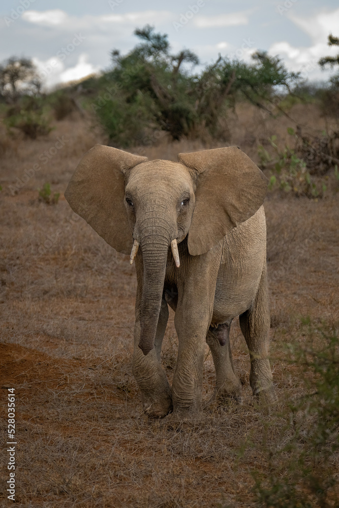 Obraz premium African bush elephant approaches camera lifting foot