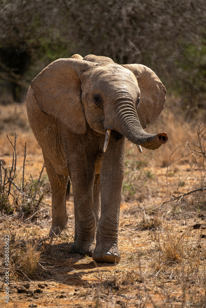 African bush elephant approaches camera raising trunk