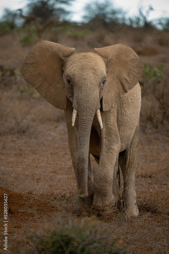 Fototapeta premium African bush elephant approaches camera raising foot