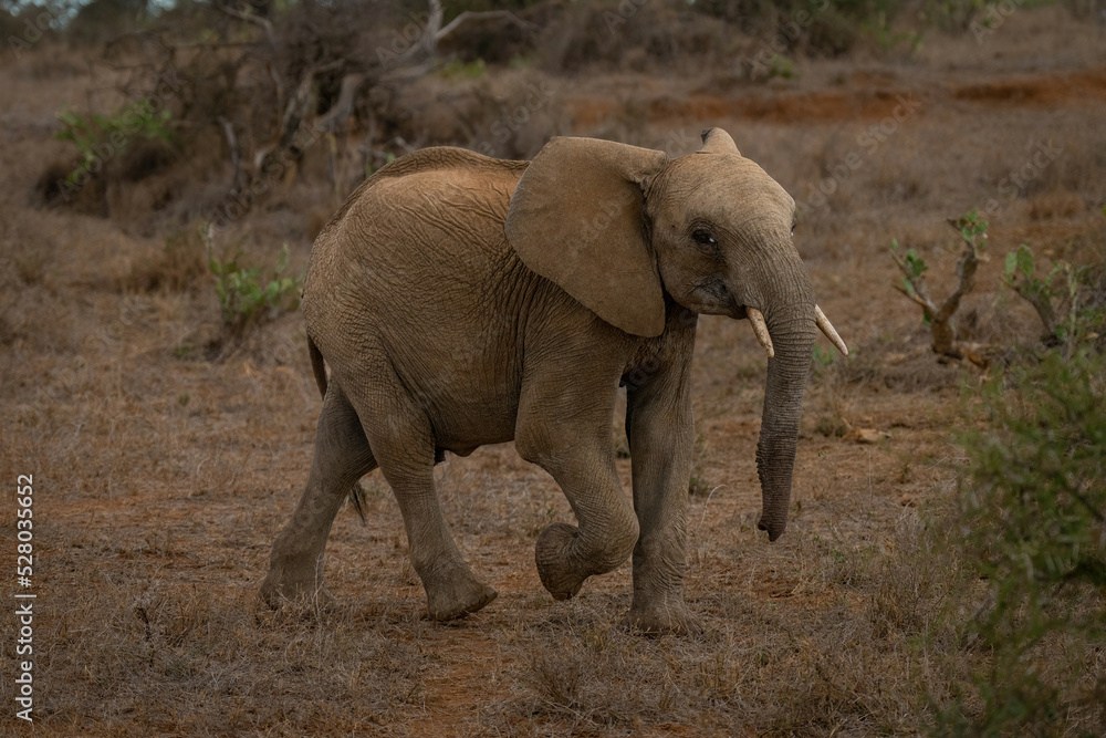 African bush elephant crosses savannah raising foot