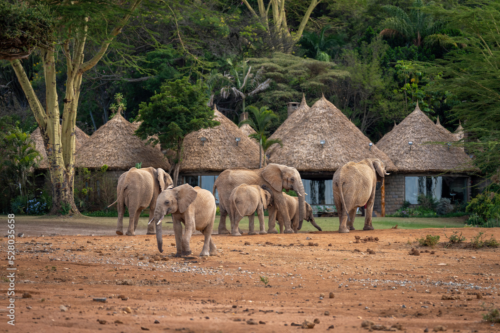 African bush elephant herd drinks outside lodge
