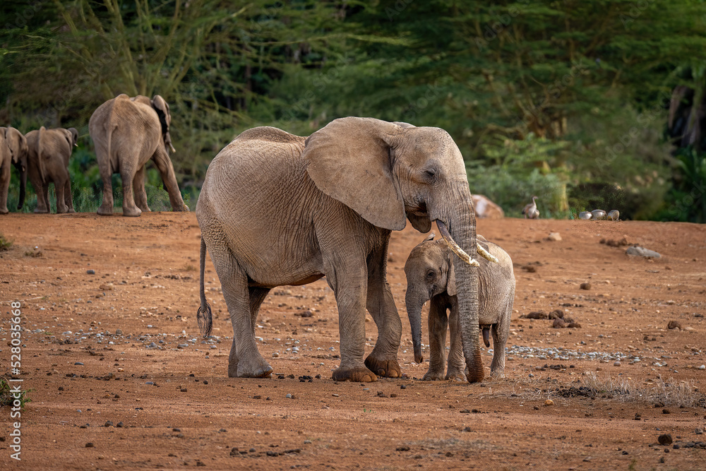 Fototapeta premium African bush elephant stands beside her calf