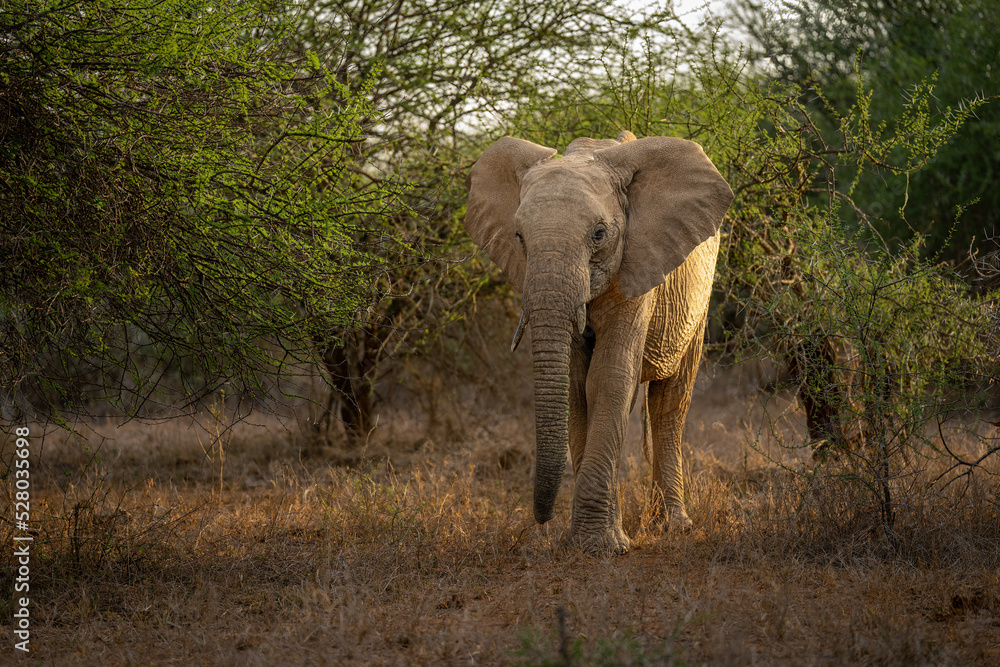 Fototapeta premium African bush elephant stands in forest clearing