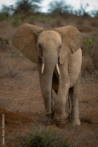 African bush elephant approaches camera raising foot