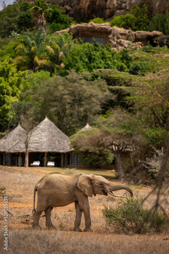 African bush elephant browses near safari lodge