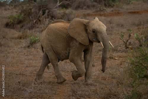 African bush elephant crosses savannah raising foot