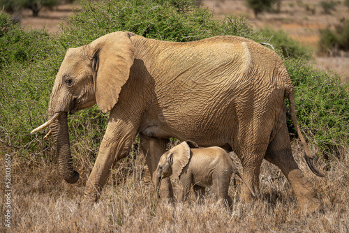 African bush elephant crosses savannah with calf