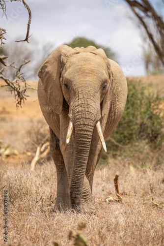 African bush elephant stands facing towards camera