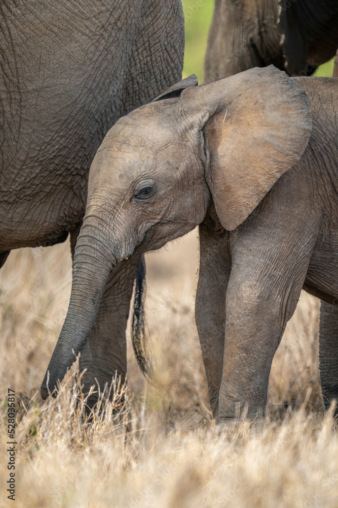 Baby African bush elephant stands between others