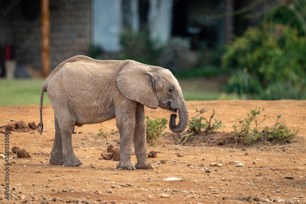 Fototapeta premium Baby African bush elephant stands outside lodge