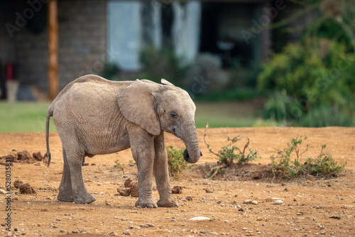 Baby African bush elephant stands outside buildings