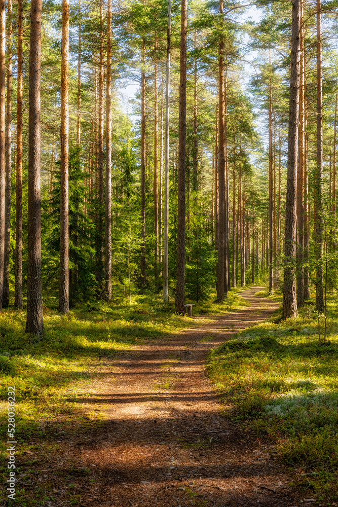 Fototapeta premium Pine tree forest landscape in autumn. Forest therapy and stress relief.