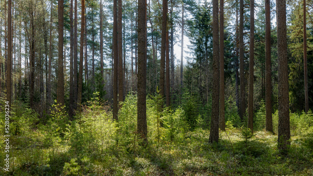 Pine tree forest landscape in autumn. Forest therapy and stress relief.