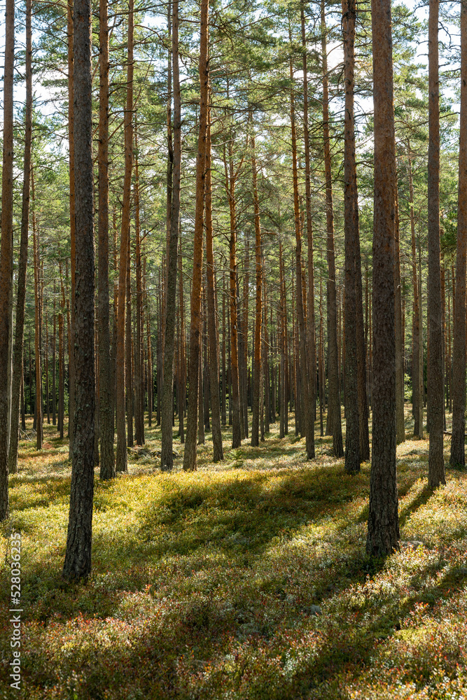 Pine tree forest landscape in autumn. Forest therapy and stress relief. Pine tree forest landscape in autumn. Forest therapy and stress relief.