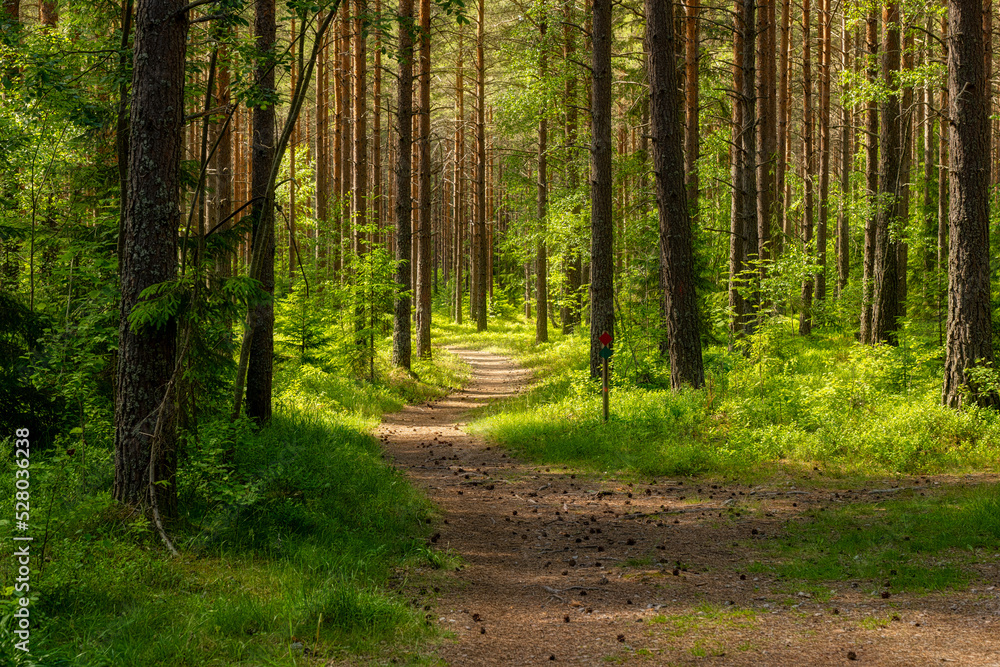 Pine tree forest landscape in autumn. Forest therapy and stress relief. Pine tree forest landscape in autumn. Forest therapy and stress relief.