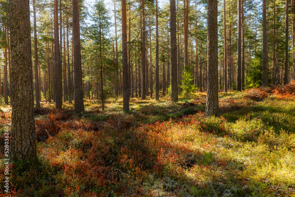 Pine tree forest landscape in autumn. Forest therapy and stress relief.