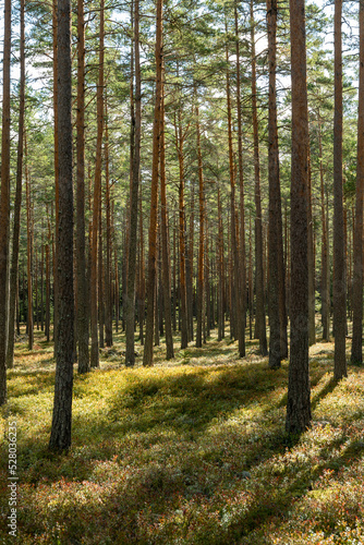 Pine tree forest landscape in autumn. Forest therapy and stress relief. © Conny Sjostrom