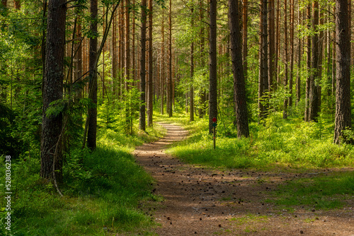 Pine tree forest landscape in autumn. Forest therapy and stress relief.