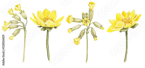 watercolor drawing spring yellow flowers of cowslip and pheasant's eye isolated at white background, hand drawn illustration photo