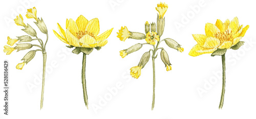 watercolor drawing spring yellow flowers of cowslip and pheasant's eye isolated at white background, hand drawn illustration