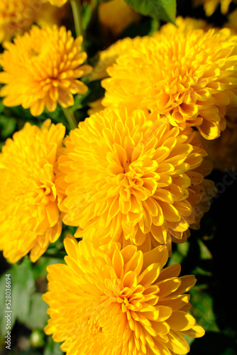 Bouquet bright yellow dahlia flowers closeup.