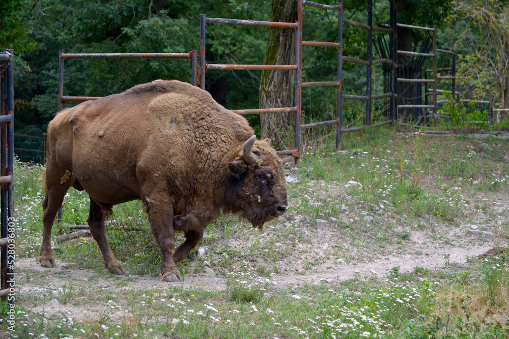 European bison grazing in the meadow European bison grazing in the meadow