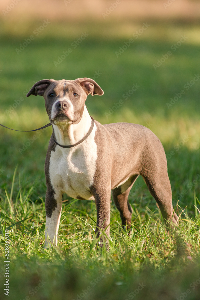 Morning walk with teenage Staffordshire Terriers in the park. Love for pets.