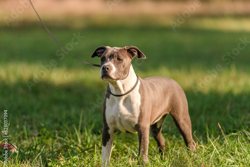Morning walk with teenage Staffordshire Terriers in the park. Love for pets. © sergo321