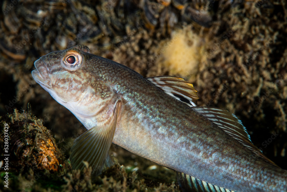 The Round Goby is an invasive species that has been accidentally introduced to numerous areas including the St. Lawrence River The Round Goby is an invasive species that has been accidentally introduced to numerous areas including the St. Lawrence River