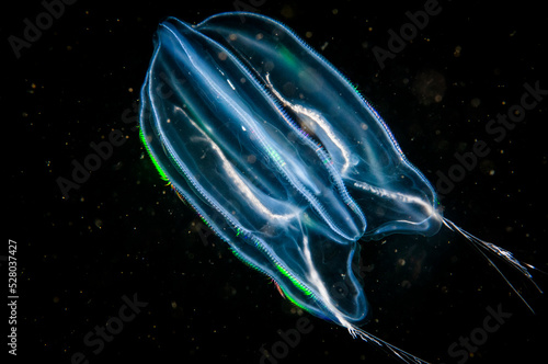 Comb jelly drifting underwater in the St. Lawrence River in Canada.