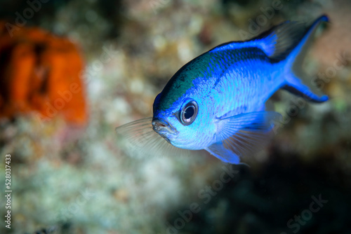 Blue chromis fish swimming on a coral reef off the tropical island of Little Cayman.