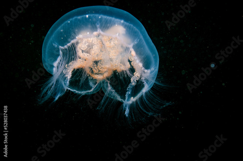 Moon Jellyfish drifting underwater in the St. Lawrence River in Canada.