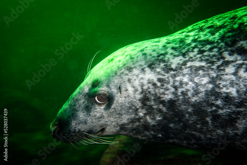 Close-up of a Grey seal swimming underwater at Bonaventure Island in the Gulf of St. Lawrence