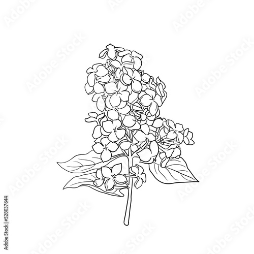 vector drawing branch of lilac, hand drawn illustration