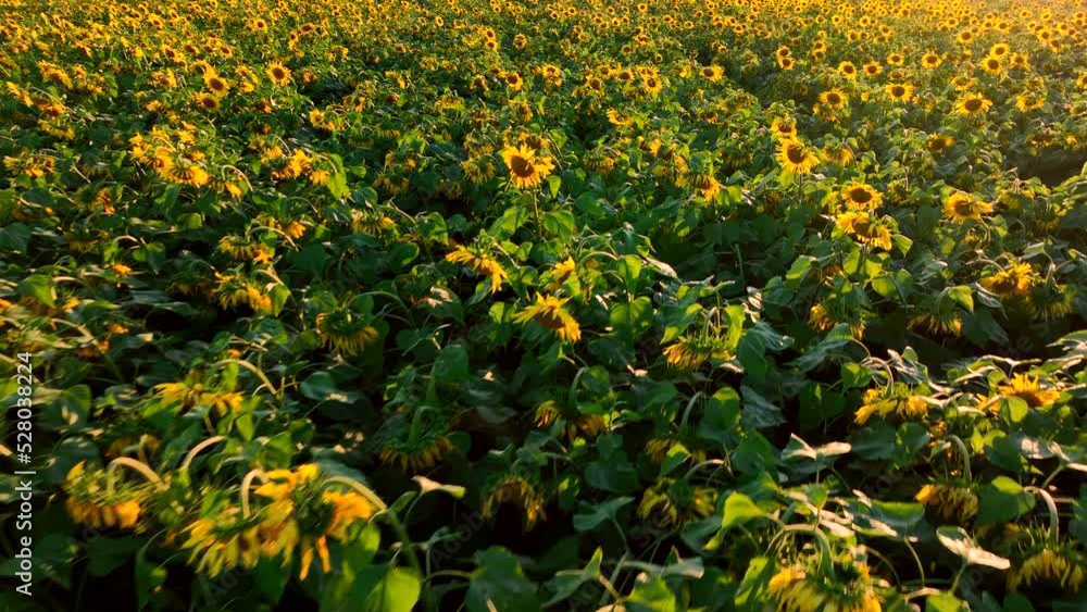 Sunflowers field on sunset. Harvesting Sunflower Seeds in agriculture. Huge yellow flowers with seeds on sun. Harvesting sunflower seeds in autumn harvest season. Sunflowers farming for sunflower oil. Sunflowers field on sunset. Harvesting Sunflower Seeds in agriculture. Huge yellow flowers with seeds on sun. Harvesting sunflower seeds in autumn harvest season. Sunflowers farming for sunflower oil.