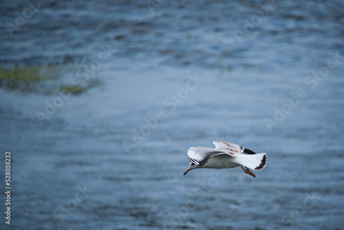 Seagull chick hovering over water.