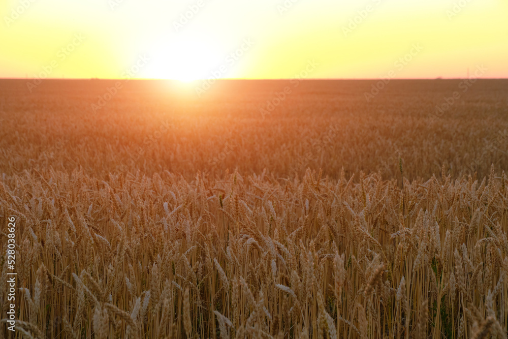 Field with ripe wheat background bright orange sunset.