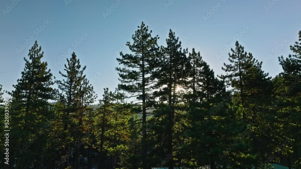 Pine Tree Forest in Mountains of Lake Tahoe In California Pine Tree Forest in Mountains of Lake Tahoe In California