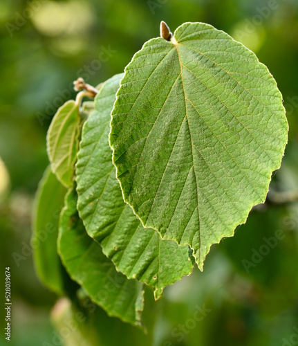 Close-up of a leaf of hamamelis x intermedia photo