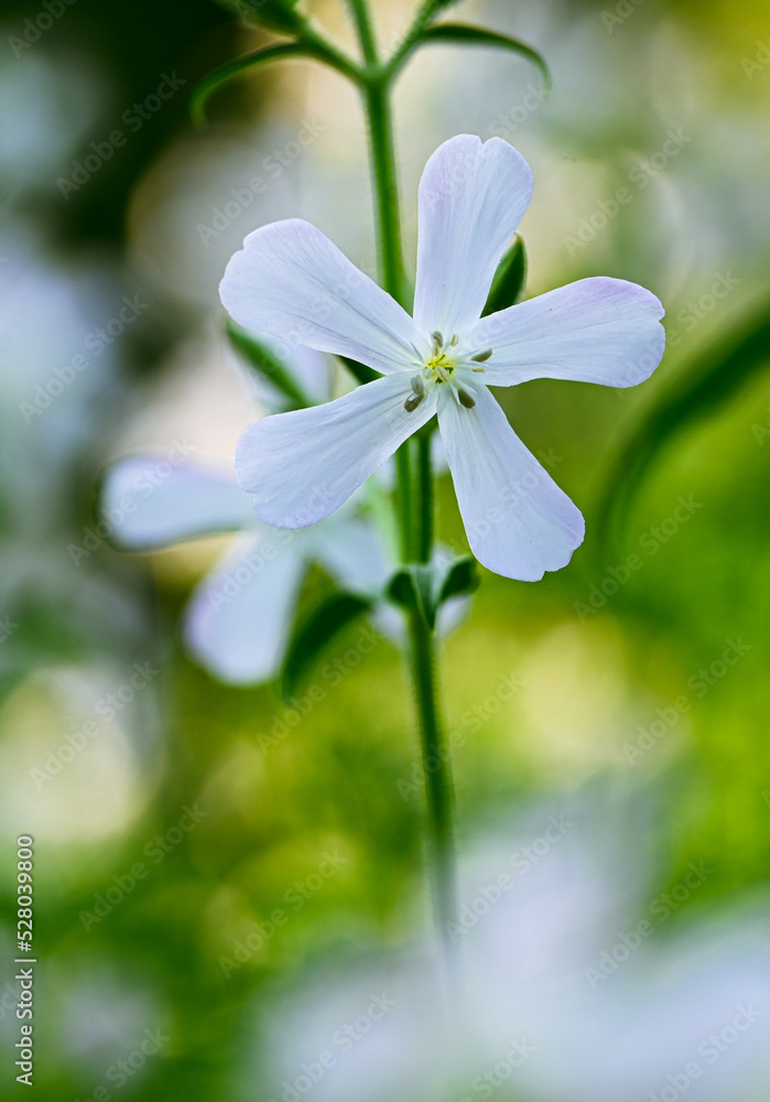 Fototapeta premium Close-up of saponaria officinalis flower