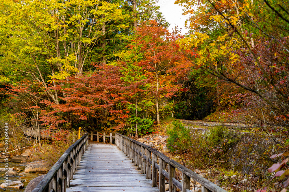 Obraz premium 赤沢自然休養林